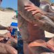 tattooed stud caught naked at the nudist beach