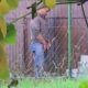 Guy caught peeing in the backyard